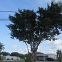 L'arbre, un figuier nous a-t-on dit, qui m'a fascinée chaque jour.